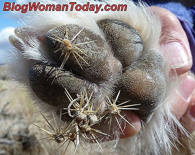 How To Remove A Thorn In The Dog S Paw Pets