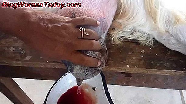 canine mastitis treatment