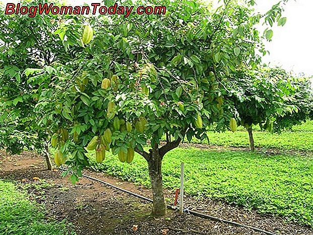 Como Cultivar Un Arbol De Aguacate Injertado Hazlo Tu Mismo