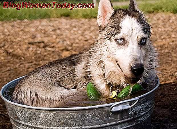 Kopek Bir Kene Cikardiktan Sonra Ne Yapmali Evcil