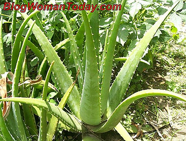 Cómo Cultivar El Aloe Vera 👩 Hazlo Tu Mismo 9609